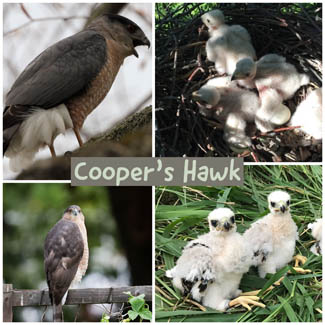 Cooper's Hawk